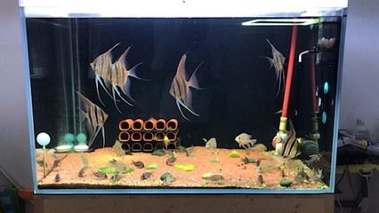 什么木頭可以放進魚缸：魚缸木頭造景的維護方法