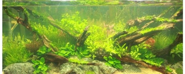 什么木頭可以放進魚缸：魚缸木頭造景的維護方法