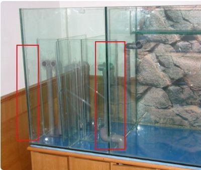 什么木頭可以放進魚缸：魚缸木頭造景的維護方法