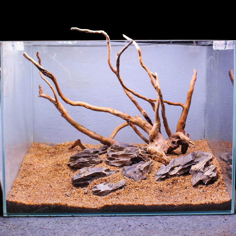 什么木頭可以放進魚缸：魚缸木頭造景的維護方法