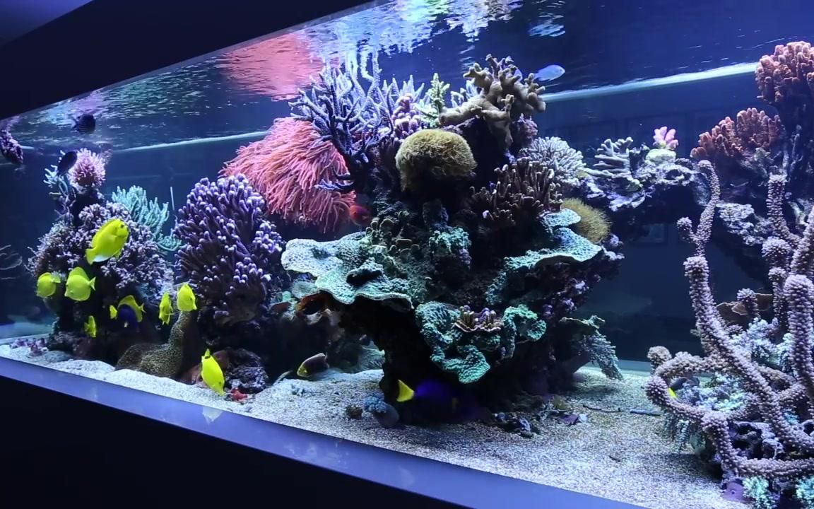 藍甸魚缸：藍甸魚缸用戶評價匯總