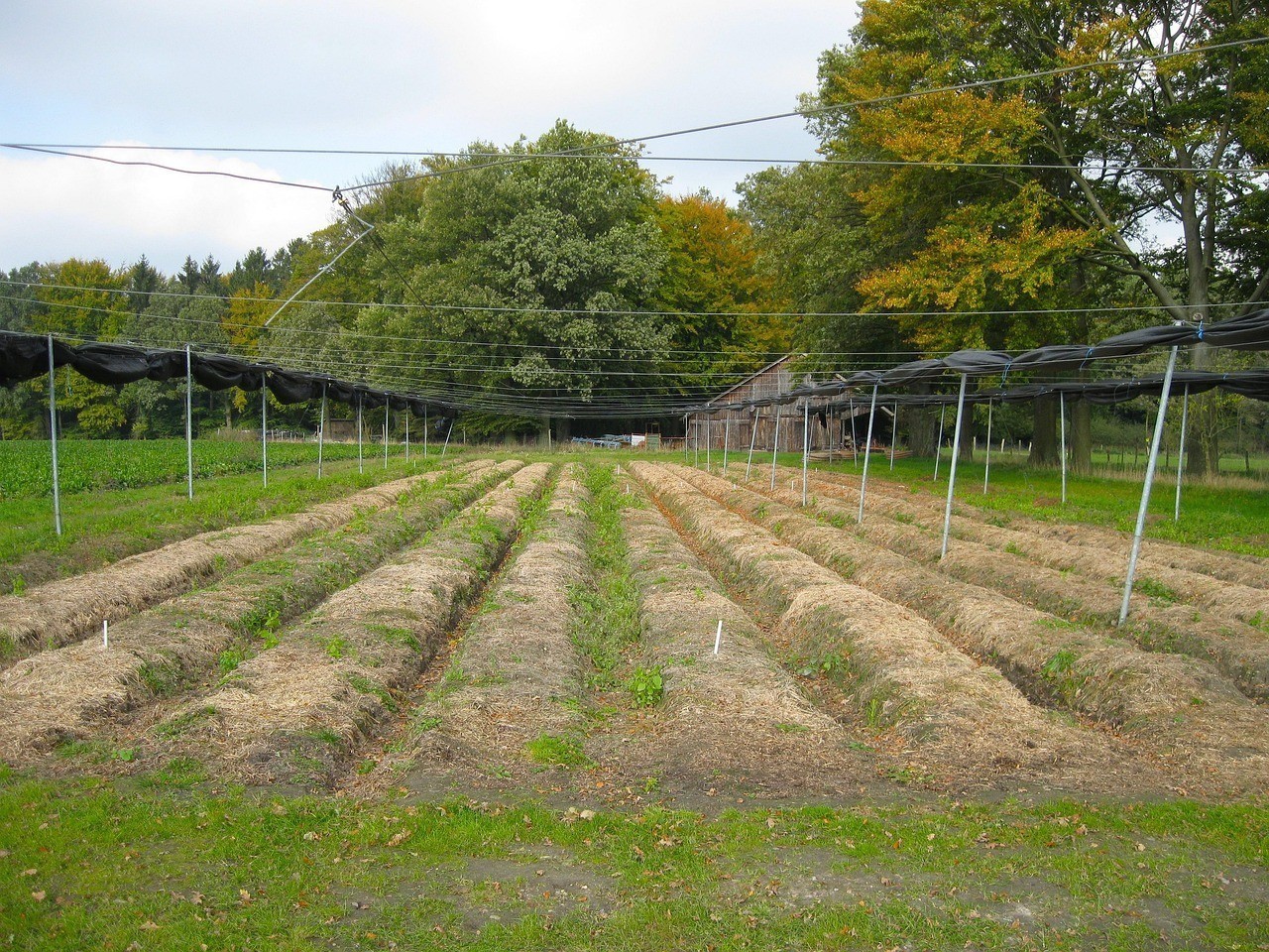 梅州素野生態(tài)景觀工程有限公司（梅州素野生態(tài)景觀工程有限公司招聘）