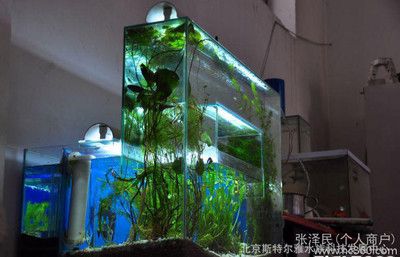 負壓魚缸百科（負壓魚缸是一種利用原理工作的魚缸是一種利用負壓原理工作的魚缸）