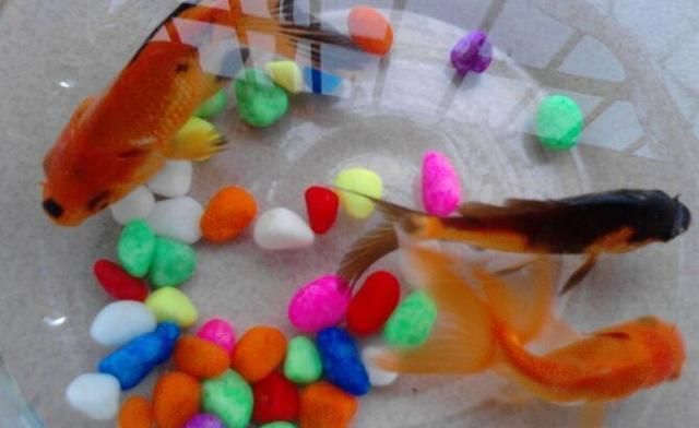 魚缸里的魚的故事：魚缸養魚的意義