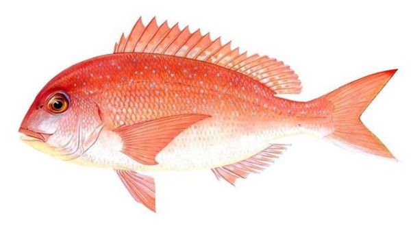 魚缸里的魚的故事：魚缸養魚的意義