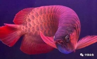 紅龍魚是哪里的特產（印度尼西亞的紅龍魚是一種受歡迎的淡水觀賞魚其產地）