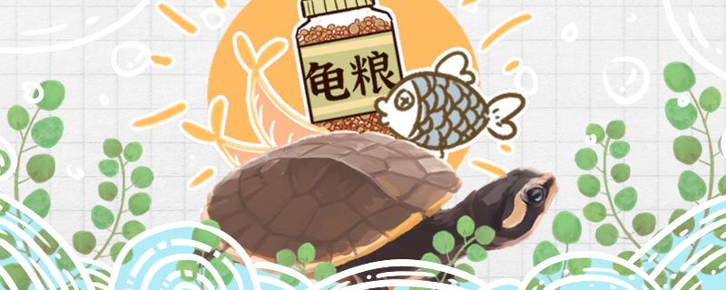 圓澳龜吃小魚嗎喂什么好