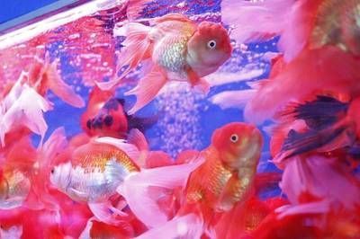 深圳紅龍魚批發市場營業時間是幾點(深圳紅龍魚批發市場的營業時間通常為早上9點至晚6點) 龍魚百科 第4張 深圳紅龍魚批發市場營業時間是幾點(深圳紅龍魚批發市場的營業時間通常為早上9點至晚6點) 深圳紅龍魚批發市場營業時間是幾點(深圳紅龍魚批發市場的營業時間通常為早上9點至晚6點) 龍魚百科 第4張