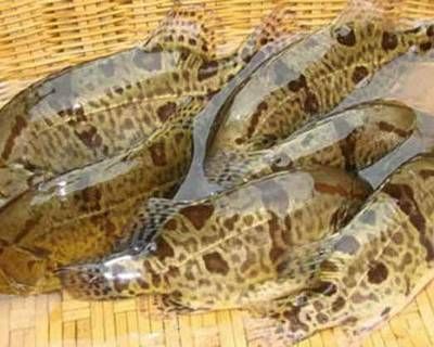 深圳紅龍魚批發市場營業時間是幾點(深圳紅龍魚批發市場的營業時間通常為早上9點至晚6點) 龍魚百科 第1張 深圳紅龍魚批發市場營業時間是幾點(深圳紅龍魚批發市場的營業時間通常為早上9點至晚6點) 深圳紅龍魚批發市場營業時間是幾點(深圳紅龍魚批發市場的營業時間通常為早上9點至晚6點) 龍魚百科 第1張