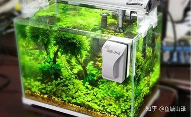 哪種魚缸刷便宜又好用：哪種魚缸刷既便宜又好用 哪種魚缸刷便宜又好用：哪種魚缸刷既便宜又好用 魚缸百科