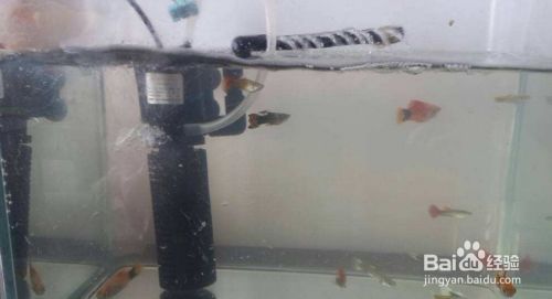 魚缸過濾怎么用視頻：魚缸過濾器使用方法