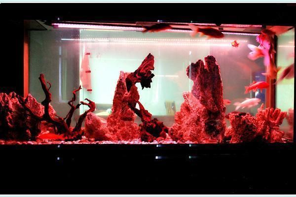 色溫對(duì)龍魚(yú)發(fā)色的影響是什么意思：色溫對(duì)龍魚(yú)發(fā)色有顯著影響