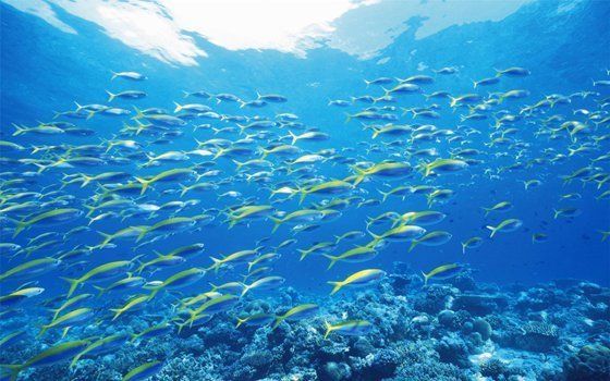 魚缸里的魚都聚集在一個地方：如何判斷魚是否適應(yīng)新環(huán)境，魚缸水質(zhì)檢測的最佳頻率