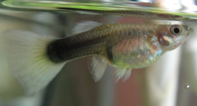 魚缸里的魚都聚集在一個地方：如何判斷魚是否適應(yīng)新環(huán)境，魚缸水質(zhì)檢測的最佳頻率