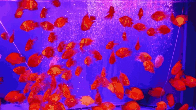 固安哪里有賣魚缸的（固安地區多家店鋪和銷售部提供魚缸銷售服務以下信息）