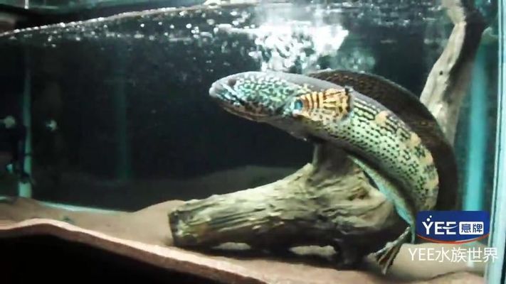 銅山區沫沫水族店