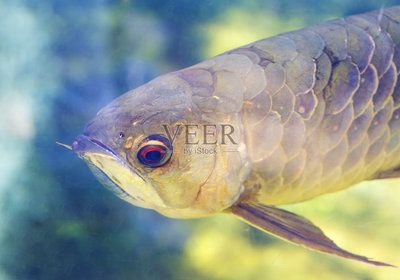 龍魚須子燒了還能長嗎：龍魚須子燒了還能長嗎如何預防龍魚須子燒傷影響壽命嗎