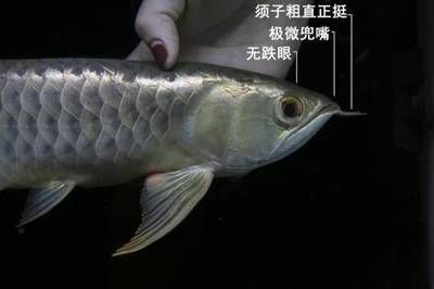 龍魚須子燒了還能長嗎：龍魚須子燒了還能長嗎如何預防龍魚須子燒傷影響壽命嗎