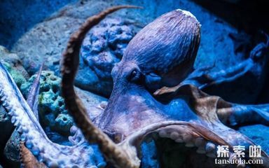 海水魚缸使用壽命通常在5到7年左右:如何延長海水魚缸的使用壽命 魚缸百科 第4張 海水魚缸使用壽命通常在5到7年左右:如何延長海水魚缸的使用壽命 海水魚缸使用壽命通常在5到7年左右:如何延長海水魚缸的使用壽命 魚缸百科 第4張