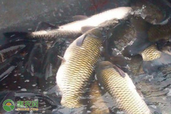 冬季如何保持魚缸氧氣充足：冬季保持魚缸氧氣充足對于魚類的健康至關重要