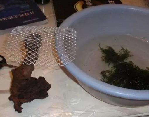 魚缸莫斯樹造景圖片：關于魚缸莫斯樹造景圖片詳情 魚缸莫斯樹造景圖片：關于魚缸莫斯樹造景圖片詳情 魚缸百科 第5張