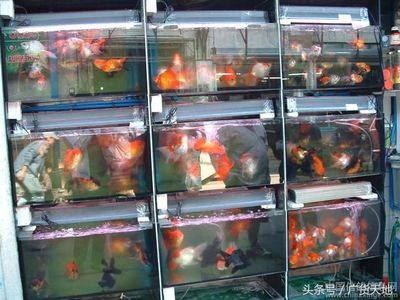 南昌觀賞魚批發市場，南昌觀賞魚市場交易時間,沿江路觀賞魚品種介紹