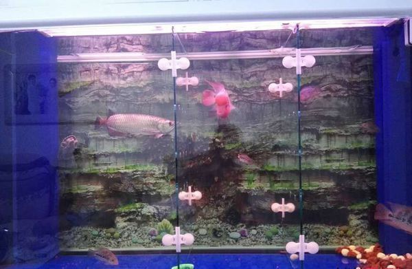 購買成品魚缸需要注意哪些方面：購買成品魚缸時需要注意以下幾個方面以下幾個方面