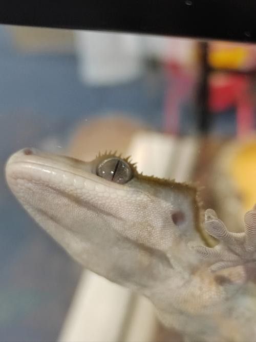 小型恐龍魚品種圖片