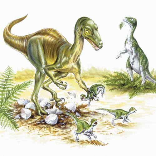 小型恐龍魚品種圖片