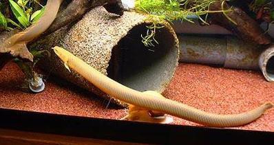 小型恐龍魚品種圖片