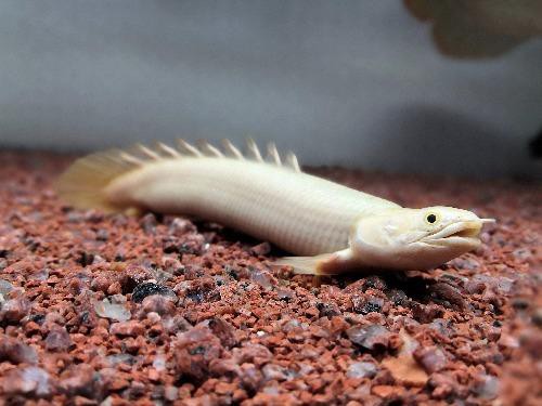 小型恐龍魚品種圖片
