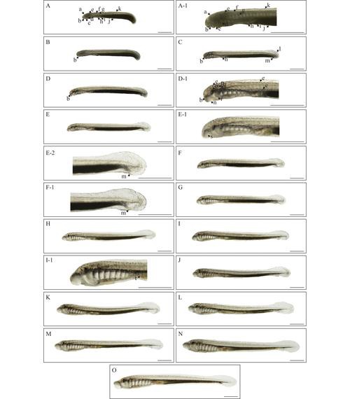小型恐龍魚品種圖片