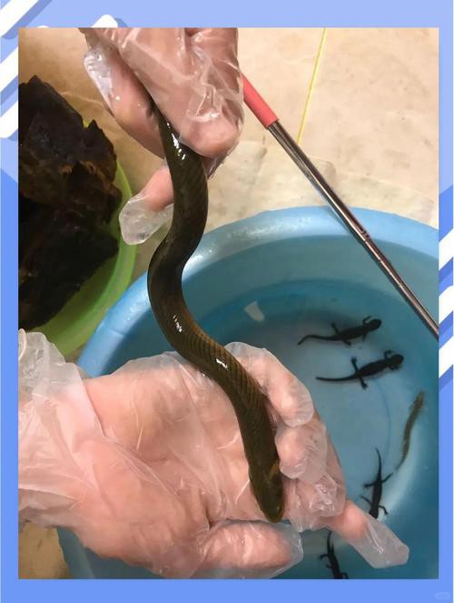 小型恐龍魚品種圖片