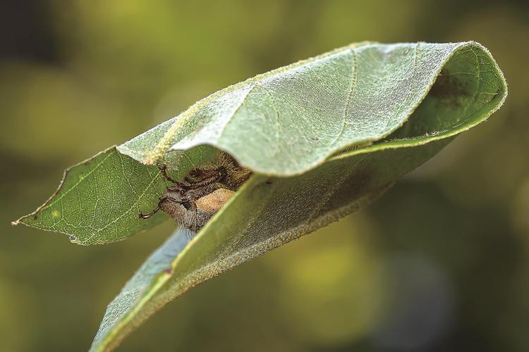 小型恐龍魚品種圖片