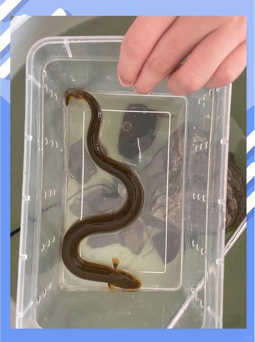 小型恐龍魚品種圖片