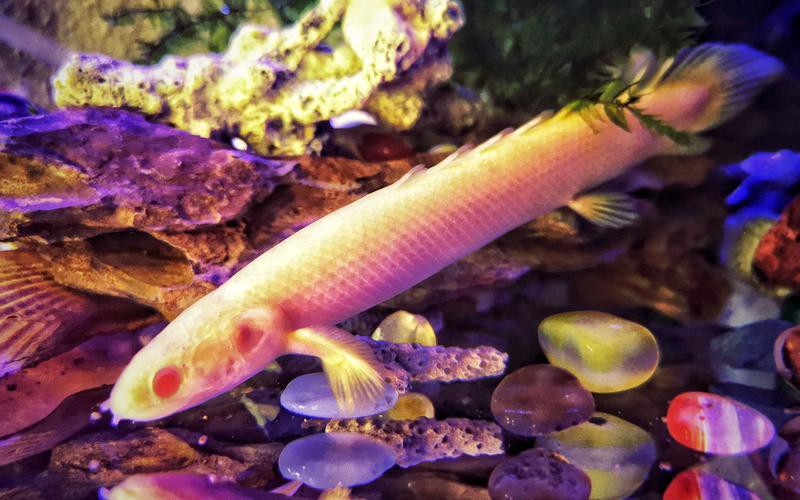 小型恐龍魚品種圖片