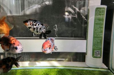 魚缸水渾濁怎么變清高錳酸鉀（魚缸水渾濁怎么變清）
