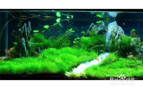 魚缸水質管理技巧分享：實用的魚缸水質管理技巧，更換水質、過濾系統維護、水溫和ph值