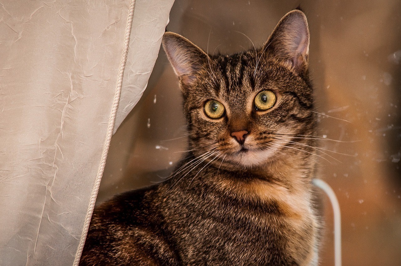 曲靖市麒麟區魚尚寵物店（曲靖市麒麟區魚尚寵物店地址）