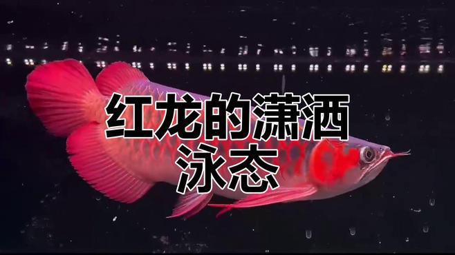 金龍魚紅龍區別大嗎