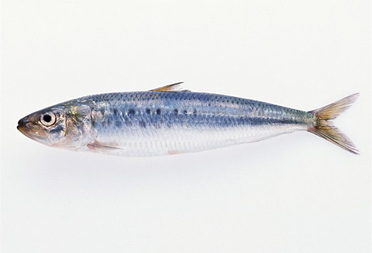 龍魚嘴白（龍魚嘴白可能由多種因素引起，）