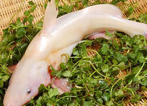 龍魚嘴白（龍魚嘴白可能由多種因素引起，）