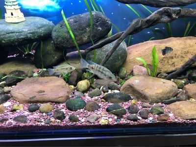 燕魚魚缸背景用什么顏色最好？：燕魚魚缸背景顏色搭配技巧