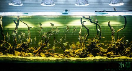 燕魚魚缸背景用什么顏色最好？：燕魚魚缸背景顏色搭配技巧