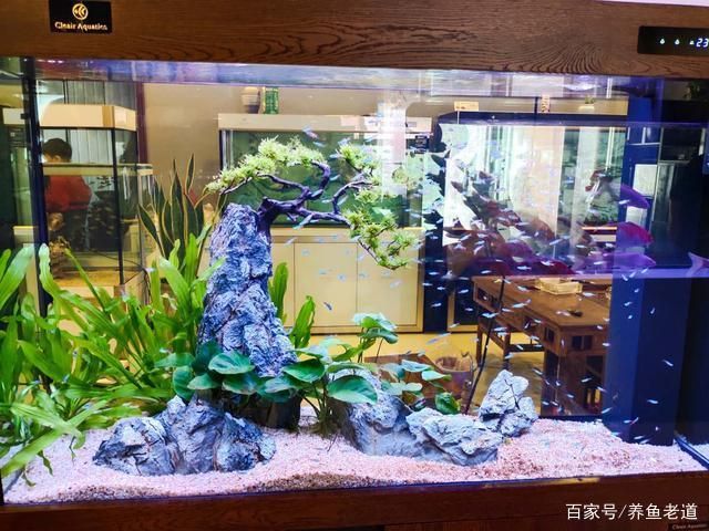 燕魚魚缸背景用什么顏色最好？：燕魚魚缸背景顏色搭配技巧