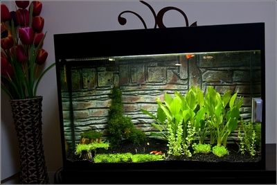 燕魚魚缸背景用什么顏色最好？：燕魚魚缸背景顏色搭配技巧