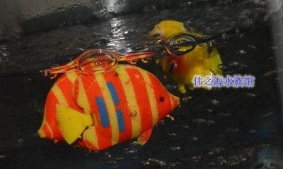美之海魚缸最建議買的三個品牌是什么：美之海魚缸品牌排行榜前十名生態魚缸選購技巧指南