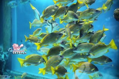 美之海魚缸最建議買的三個品牌是什么：美之海魚缸品牌排行榜前十名生態魚缸選購技巧指南