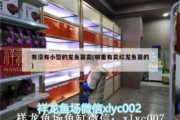 哪里有賣紅龍魚苗的店（紅龍魚苗在線水族市場和寵物店購買紅龍魚苗養殖技巧）