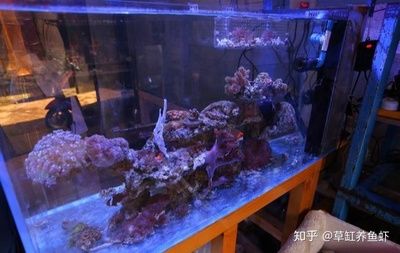 海水缸和普通魚缸的區別：海水缸與普通魚缸的區別